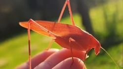 Katydid Sayap Panjang Tampil Menarik dengan Warna Unik, Ini Fakta Menariknya Katydid Sayap Panjang Tampil Menarik dengan Warna Unik, Ini Fakta Menariknya