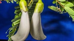 Harta Karun di Kebun: Manfaat Tak Terduga Tanaman Liar untuk Kesehatan dan Masakan Harta Karun di Kebun: Manfaat Tak Terduga Tanaman Liar untuk Kesehatan dan Masakan