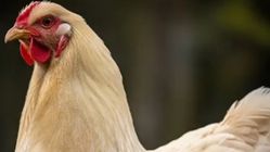Ayam Brahma: Raja Unggas Dunia, Harga Capai Rp 200 Juta!