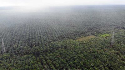 Harga Sawit Riau Naik Lagi ke Rp3.290,10 per Kilogram