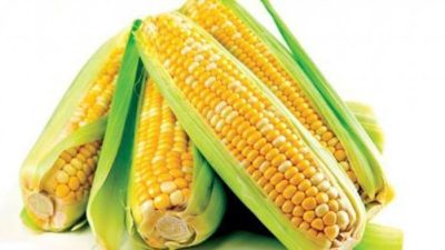 Jagung: 6 Manfaat Kesehatan yang Tersembunyi dan Nutrisi Lengkap