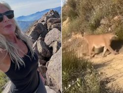Hiker’s Heart-Pounding Video Reveals Survival Move Against Mountain Lion