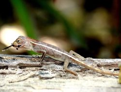 Cara Reptil Bertahan di Kota Padat Cara Reptil Bertahan di Kota Padat