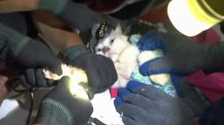Kucing Tertangkap Pakai Mata Pancing, Petugas Damkar Datang