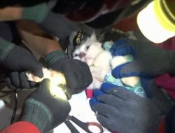 Kucing Tertangkap Pakai Mata Pancing, Petugas Damkar Datang