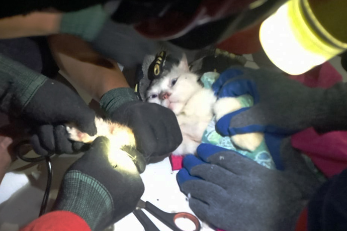 Kucing Tertangkap Pakai Mata Pancing, Petugas Damkar Datang