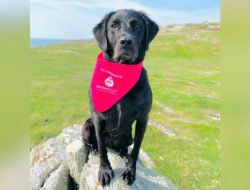 Dogs in Wellington Could Save Lives with Blood Donations Dogs in Wellington Could Save Lives with Blood Donations