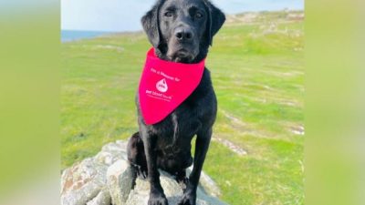 Dogs in Wellington Could Save Lives with Blood Donations