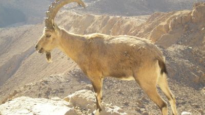 5 Fakta Menarik tentang Ibex, Simbol Zodiak Capricorn