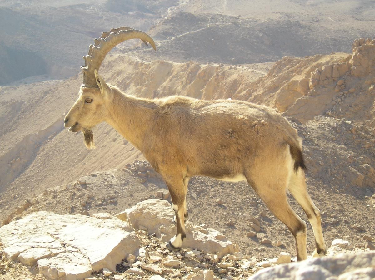 5 Fakta Menarik tentang Ibex, Simbol Zodiak Capricorn