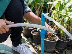 3 Trik Bersihkan Lumut di Selang Air, Gunakan Bahan Dapur Ini