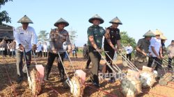 Dukung Visi Presiden, Polres Indramayu Tanam Jagung Bersama