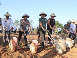 Dukung Visi Presiden, Polres Indramayu Tanam Jagung Bersama Dukung Visi Presiden, Polres Indramayu Tanam Jagung Bersama