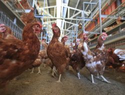 Letters to the Editor: Trump’s Science Selectivity in Cage-Free Egg Case Letters to the Editor: Trump’s Science Selectivity in Cage-Free Egg Case