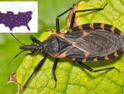 Parasites Feeding on Humans in US Spread Deadly Disease