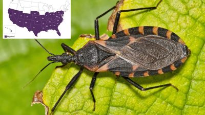 Parasites Feeding on Humans in US Spread Deadly Disease