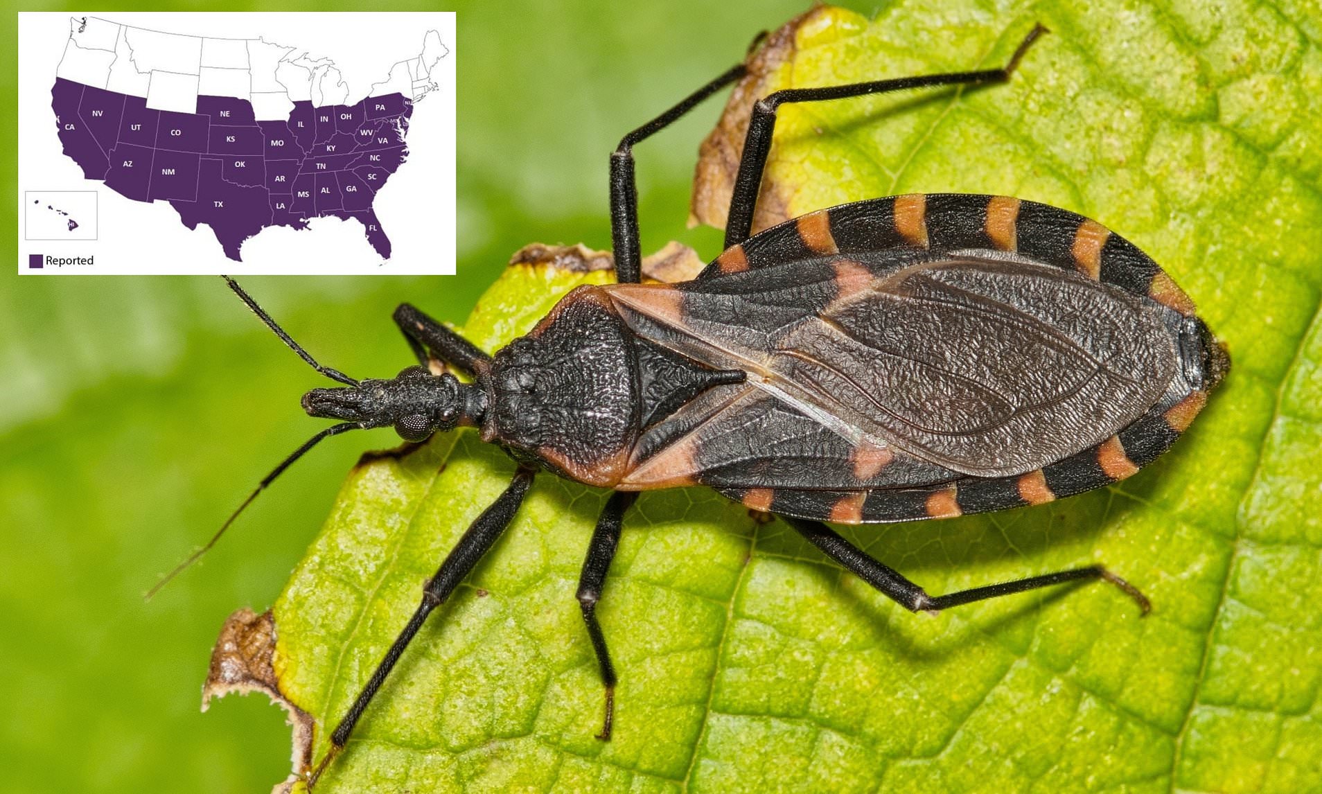 Parasites Feeding on Humans in US Spread Deadly Disease