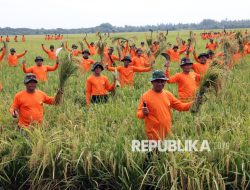 Kepala TNI: Panen Raya Bukti Dukung Visi Presiden Kepala TNI: Panen Raya Bukti Dukung Visi Presiden