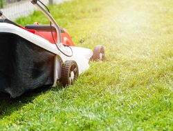 Best Time to Avoid Mowing for a Lush Lawn