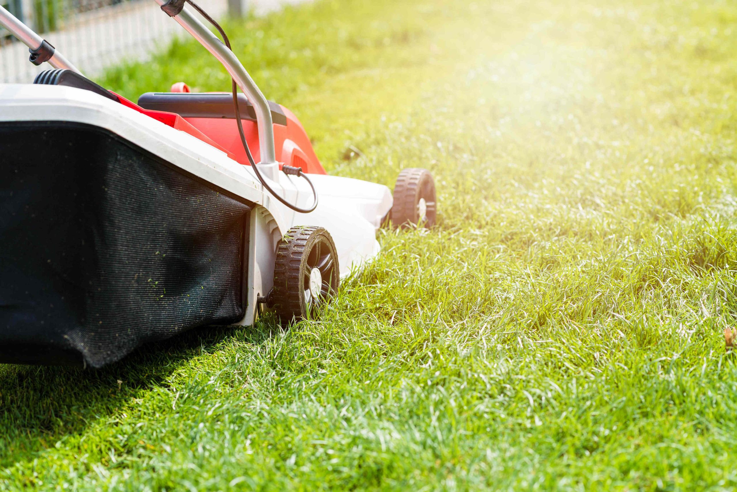 Best Time to Avoid Mowing for a Lush Lawn