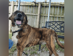 Meet Palo: News 19’s Weekly Adoptable Pet Meet Palo: News 19’s Weekly Adoptable Pet