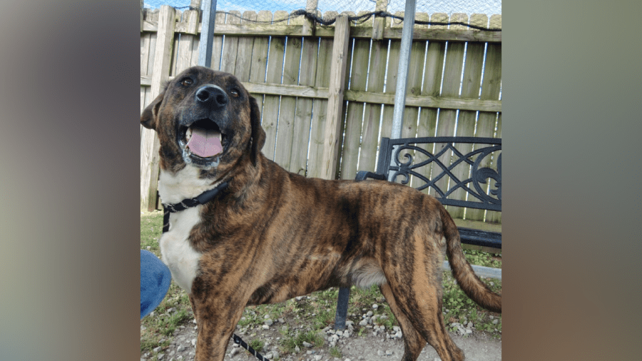 Meet Palo: News 19’s Weekly Adoptable Pet