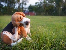 FDA Approves Long-Lasting Flea and Tick Protection for Dogs FDA Approves Long-Lasting Flea and Tick Protection for Dogs