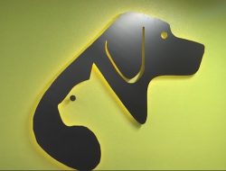 Souris Valley Animal Shelter Hosts 5K Color Run and Lend-A-Paw Festival Next Month