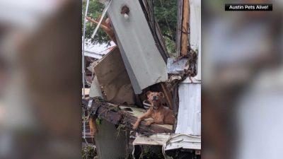 Superman the Dog Survived Texas Floods, Shelter Hopes His Story Inspires Rescue Efforts