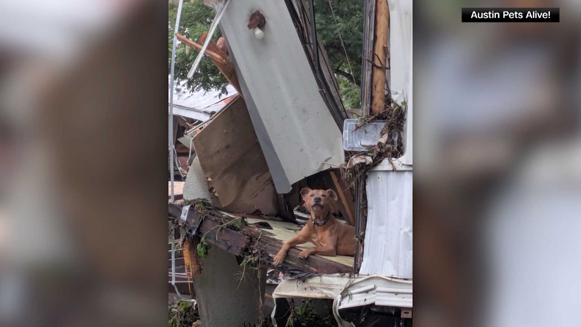 Superman the Dog Survived Texas Floods, Shelter Hopes His Story Inspires Rescue Efforts
