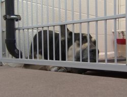 A Big Win: Arizona’s Tough New Animal Cruelty Law