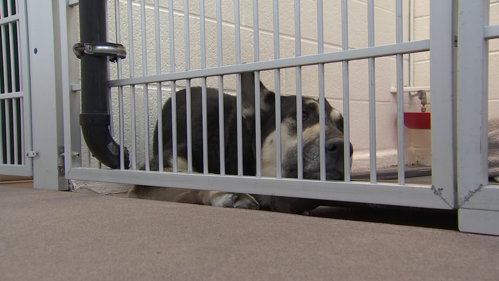 A Big Win: Arizona’s Tough New Animal Cruelty Law