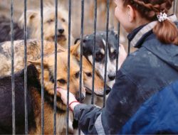 Friendly Toast Hosts Dog Adoption Event in Bedford This Saturday