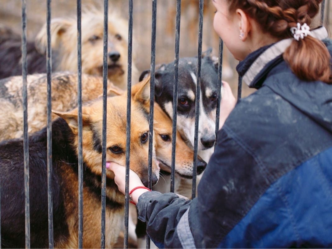 Friendly Toast Hosts Dog Adoption Event in Bedford This Saturday