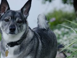 Fargo Ensures Pet and Chicken License Compliance Fargo Ensures Pet and Chicken License Compliance