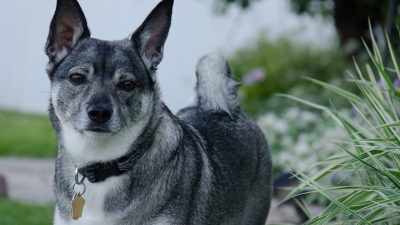 Fargo Ensures Pet and Chicken License Compliance