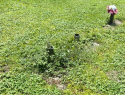 Families Worry Over Cemetery Maintenance