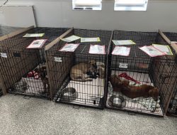 MSPCA-Angell Rescues 50 Pets from Texas Floods – Adopt Today MSPCA-Angell Rescues 50 Pets from Texas Floods – Adopt Today