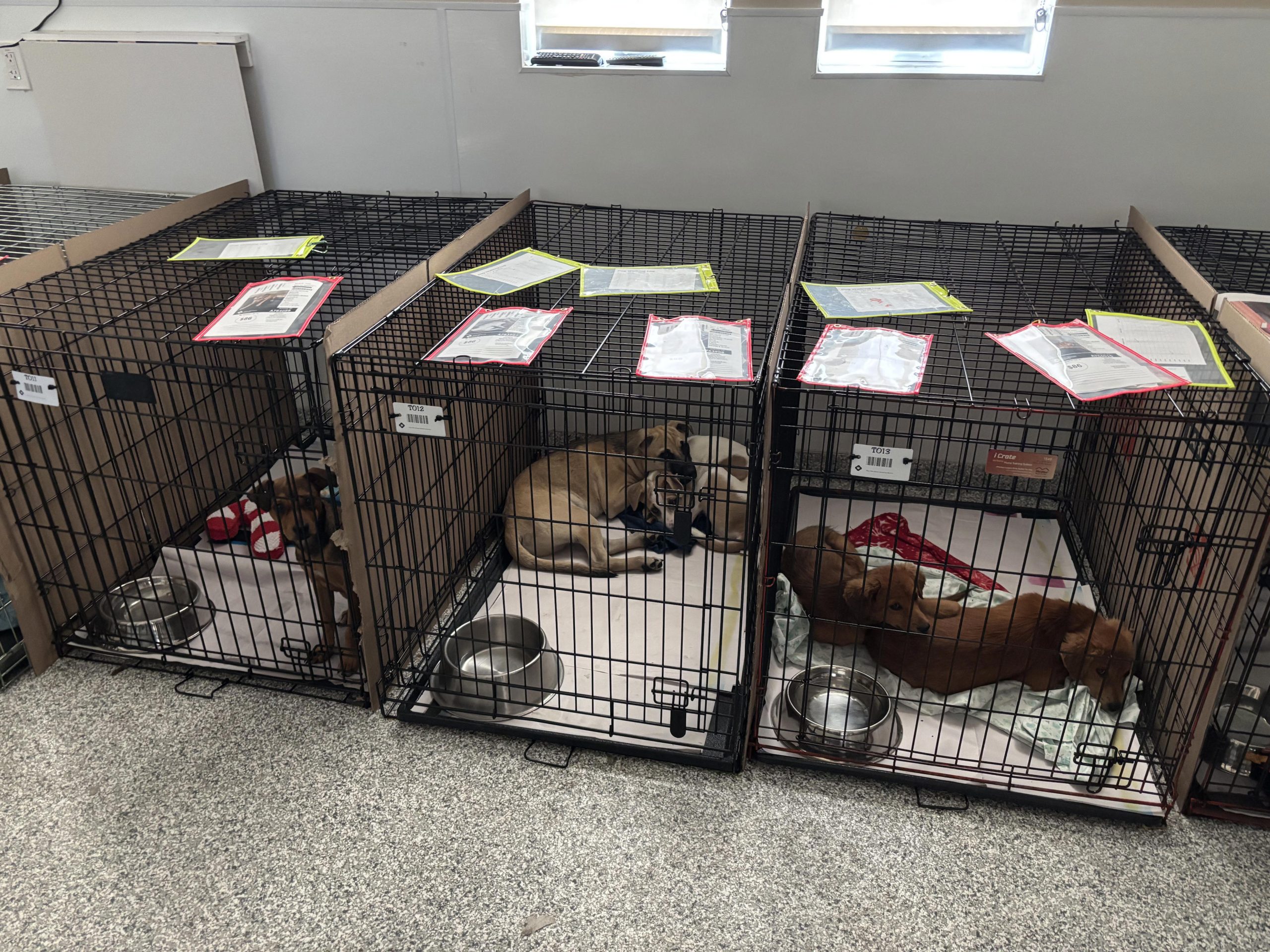 MSPCA-Angell Rescues 50 Pets from Texas Floods – Adopt Today