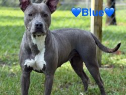Choose Your Companion: These Cats and Dogs in Jacksonville Long for a Forever Home Choose Your Companion: These Cats and Dogs in Jacksonville Long for a Forever Home