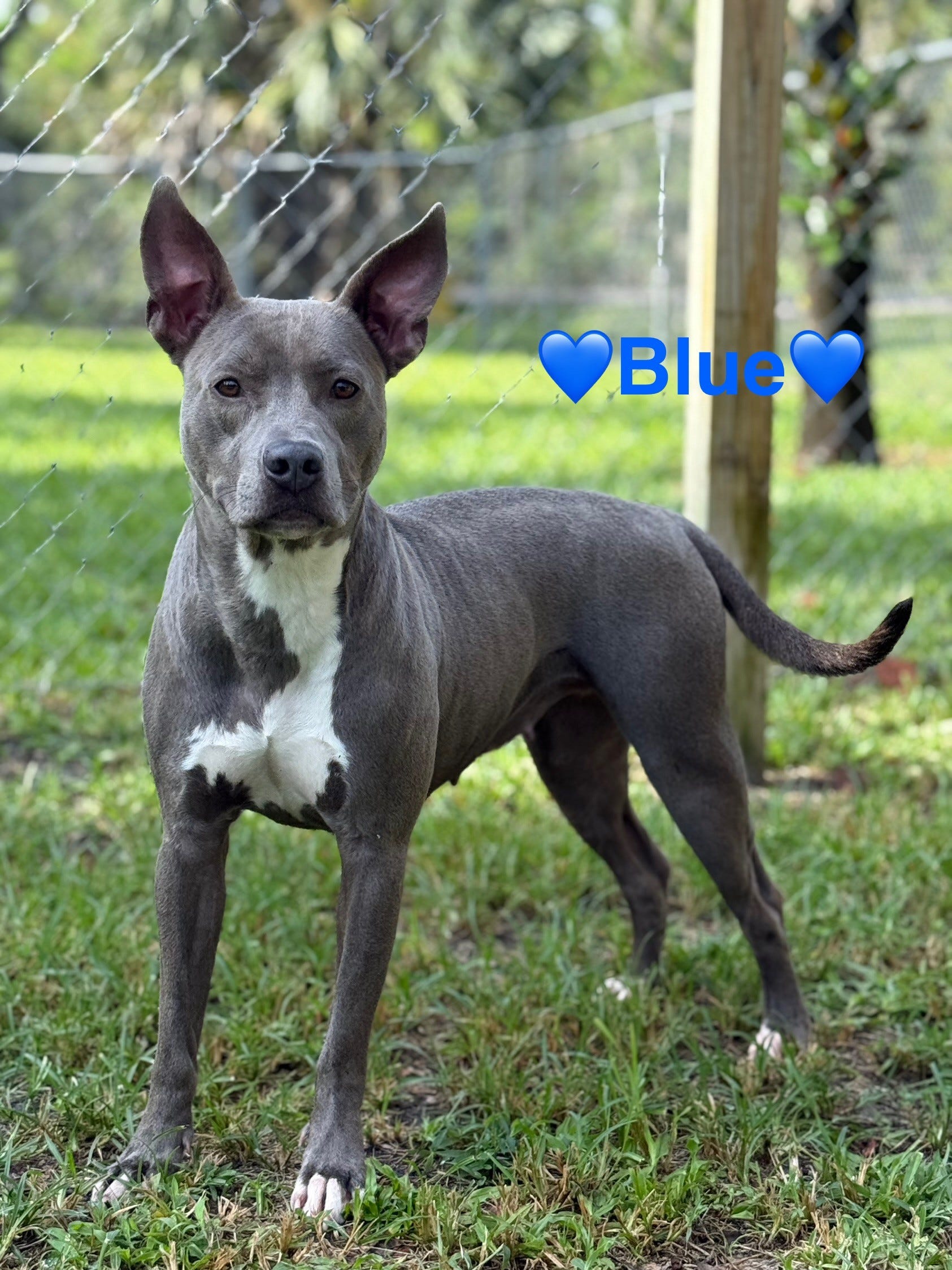 Choose Your Companion: These Cats and Dogs in Jacksonville Long for a Forever Home