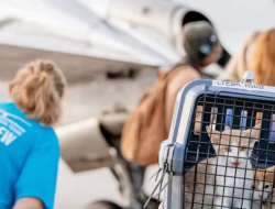 Animals rescued by private flight from Texas floods find new homes Animals rescued by private flight from Texas floods find new homes