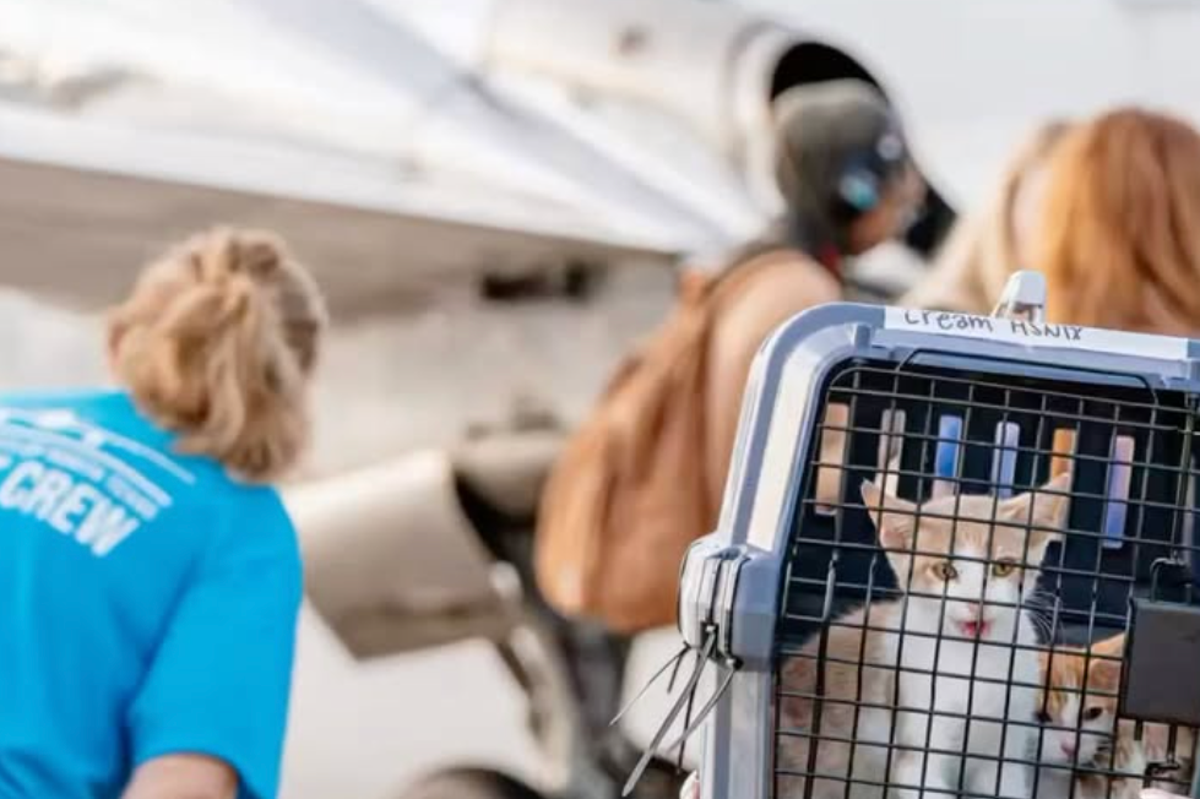 Animals rescued by private flight from Texas floods find new homes