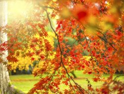 8 Hardy Trees for Urban Spaces – Purify Air, Cool Cities, Thrive with Little Care