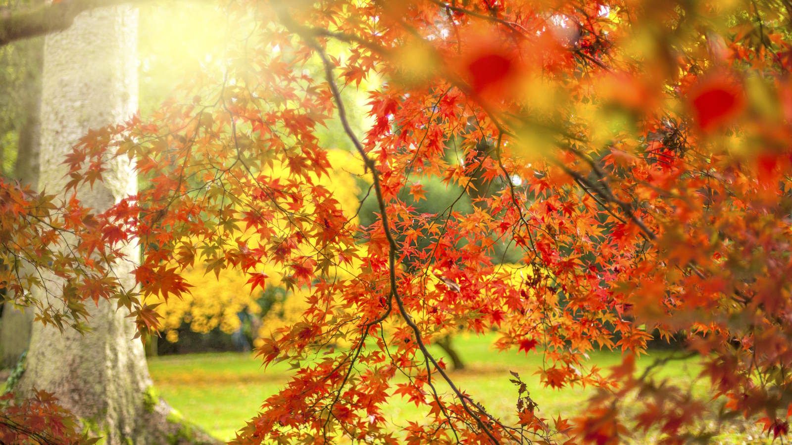 8 Hardy Trees for Urban Spaces – Purify Air, Cool Cities, Thrive with Little Care