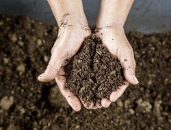 Compost Crisis: The Dark Truth of Peat Exploitation in Ireland – Casual Gardener