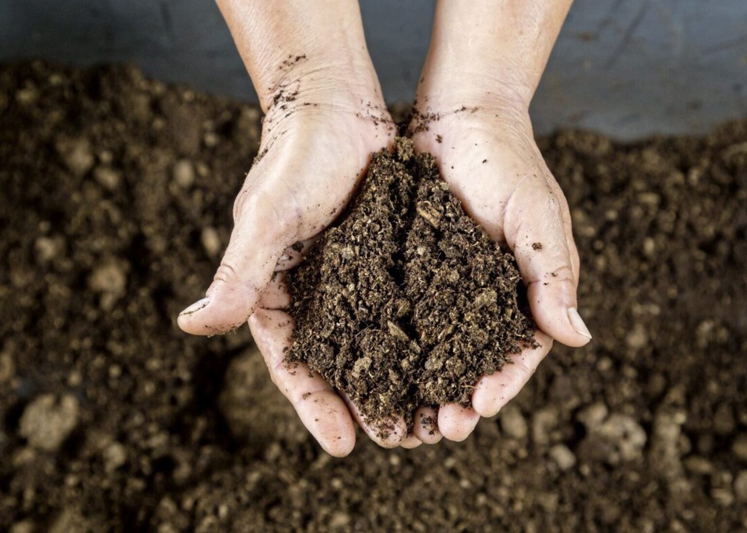 Compost Crisis: The Dark Truth of Peat Exploitation in Ireland – Casual Gardener