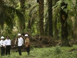 Hakim Banding Paksa Perusahaan Sawit Bayar Ganti Rugi Lingkungan Rp282,883 Miliar Hakim Banding Paksa Perusahaan Sawit Bayar Ganti Rugi Lingkungan Rp282,883 Miliar