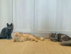 Hidup Serumah dengan Tujuh Kucing dan Cerita Tak Terkira