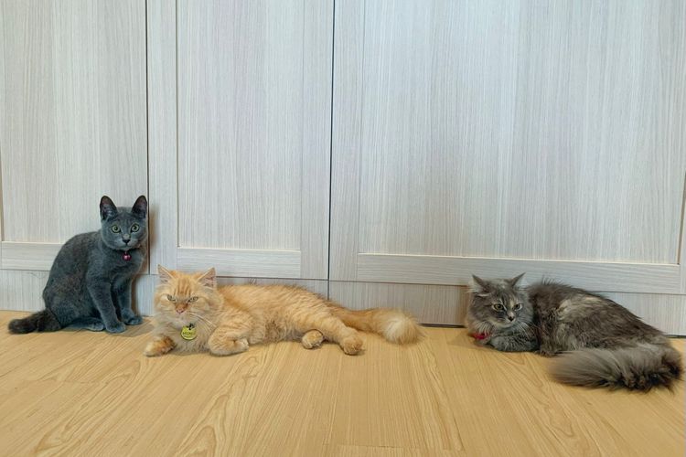 Hidup Serumah dengan Tujuh Kucing dan Cerita Tak Terkira